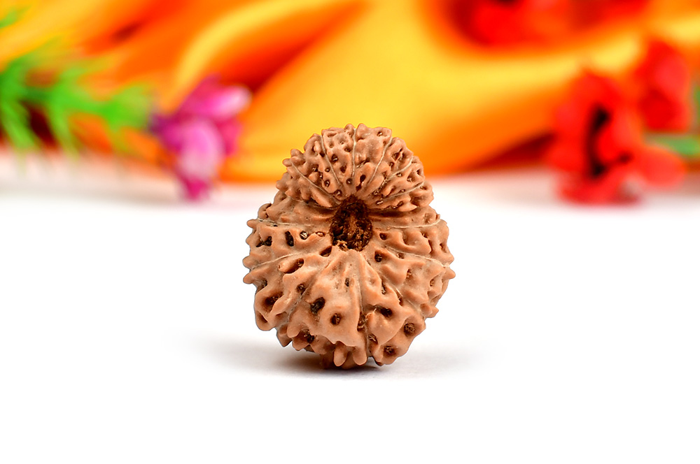 Collector Fifteen Mukhi from Java Indonesia - LVI