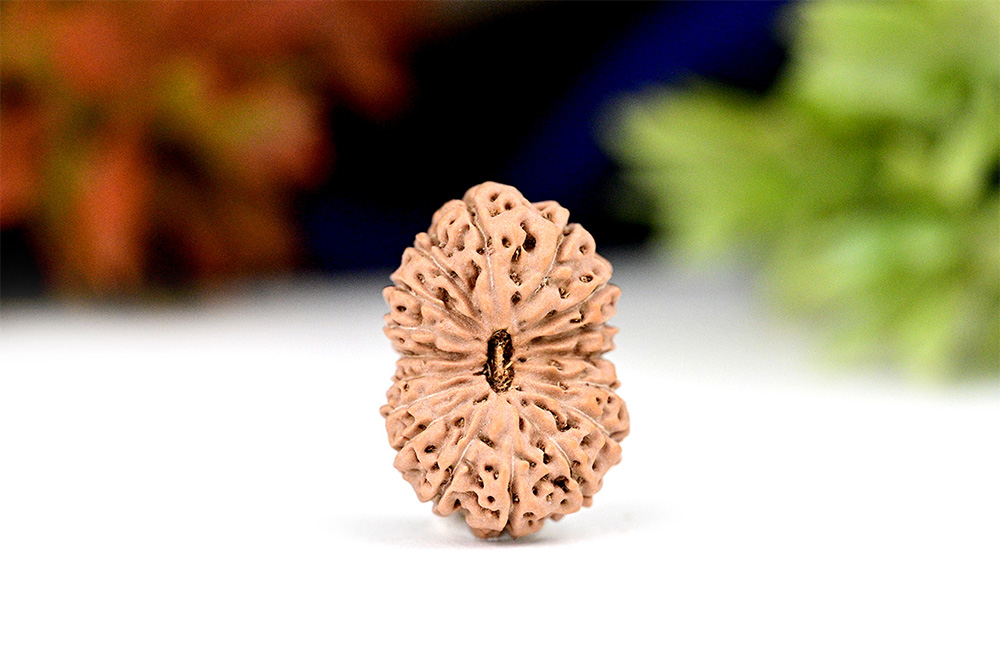 Collector Seventeen Mukhi From Java - XXIX