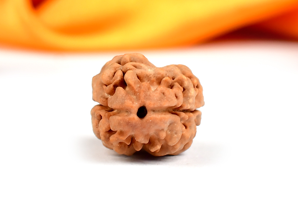 Collector Two Mukhi from Nepal - XL