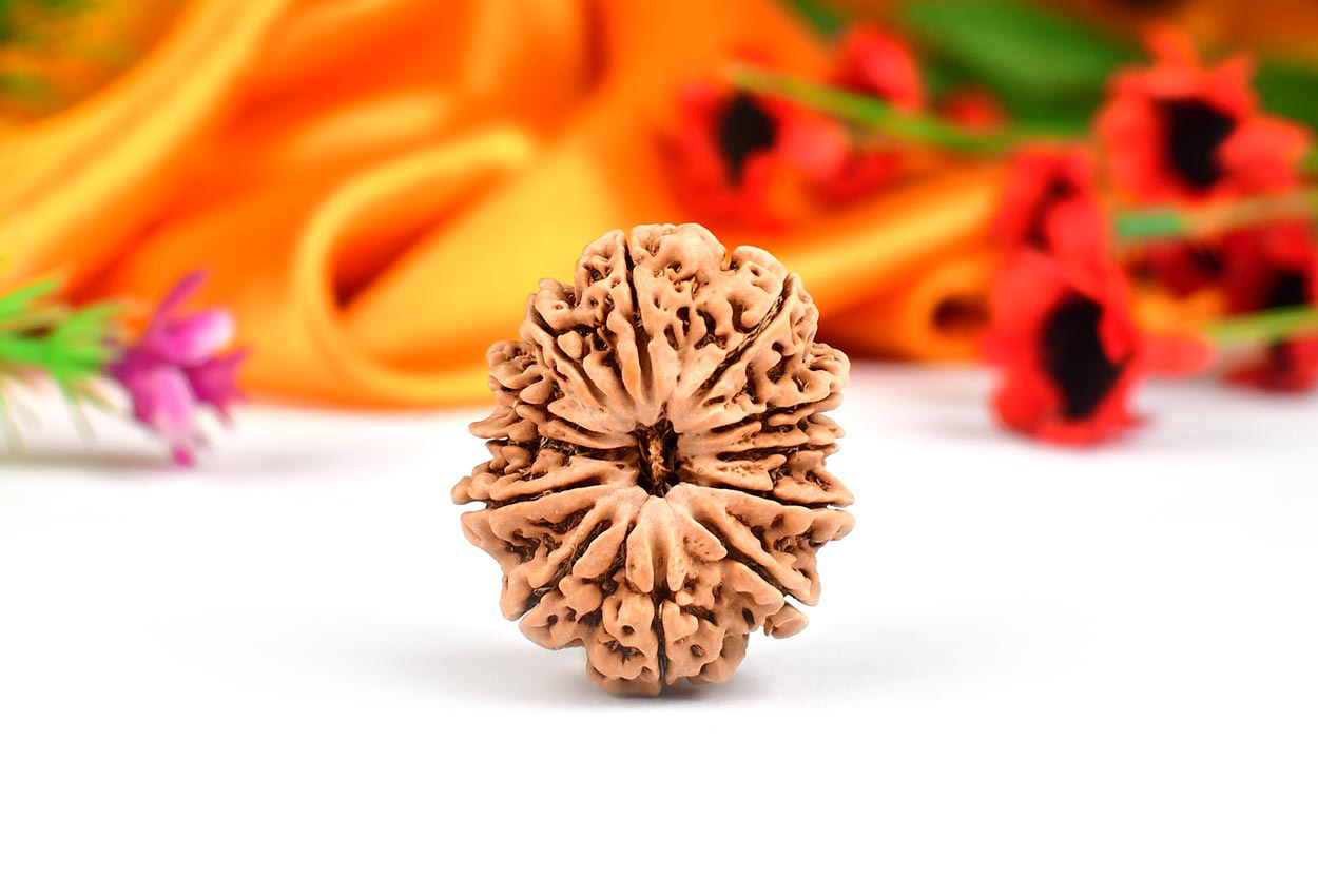 Collector Twelve Mukhi from Nepal - CXIV