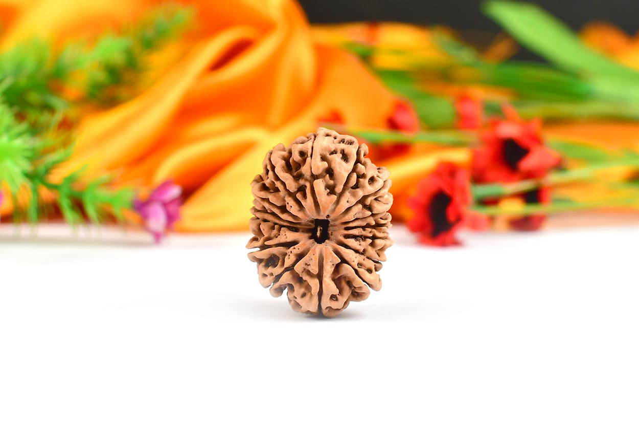 Super Collector Fifteen Mukhi from Nepal - V