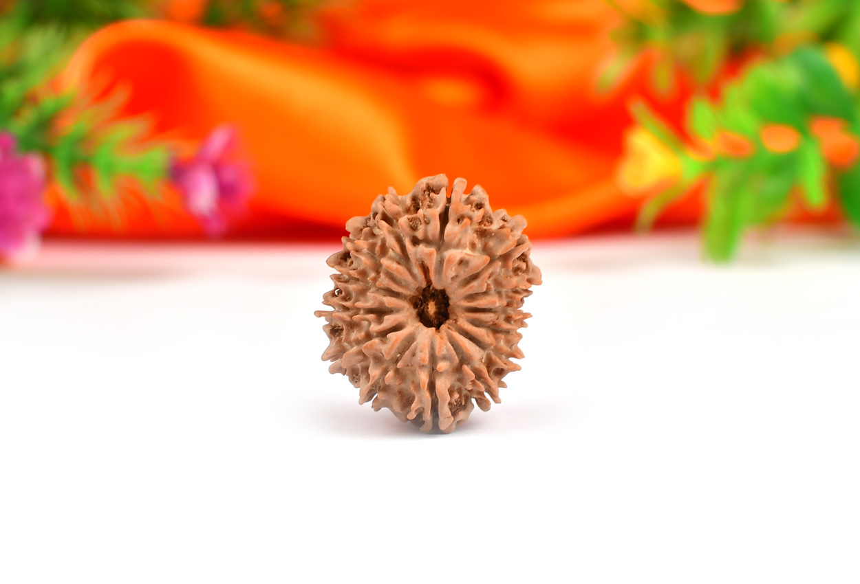 Fourteen Mukhi from Nepal - CLXXIX