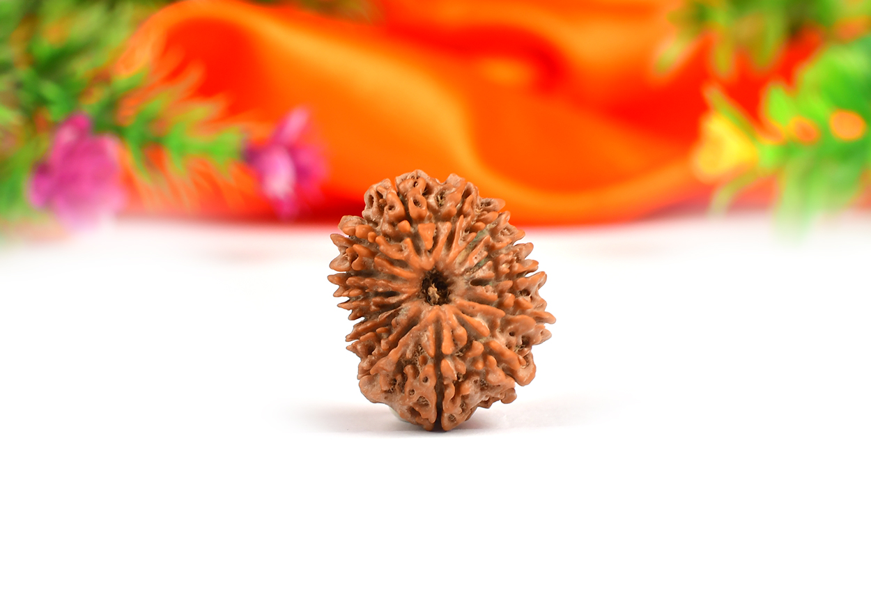 Fourteen Mukhi from Nepal - CLXXX