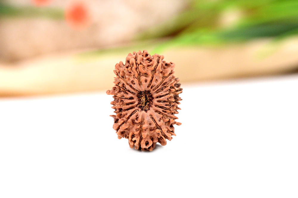 Sixteen Mukhi from Nepal Large X