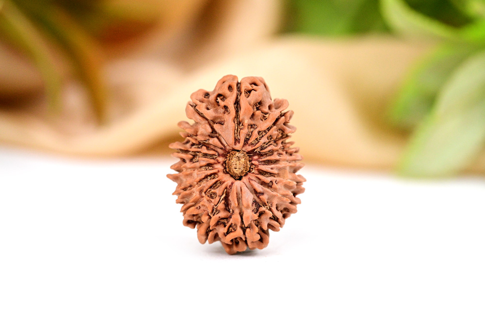 Collector Sixteen Mukhi from Nepal - XLII