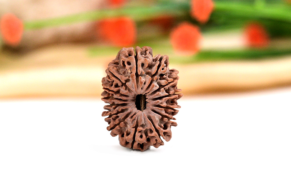 Fourteen Mukhi from Nepal - CXXIII