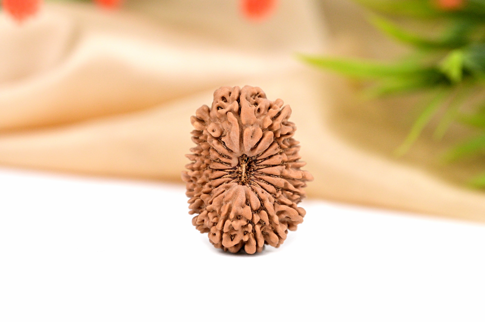 Collector Eighteen Mukhi VI