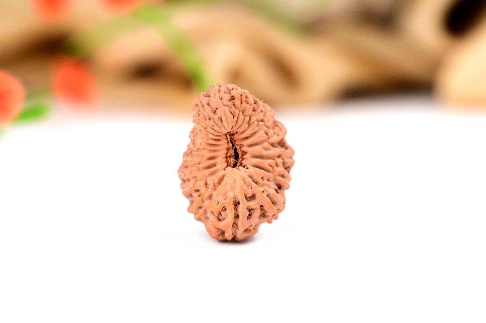 Collector Twenty Mukhi from Java Indonesia XXII