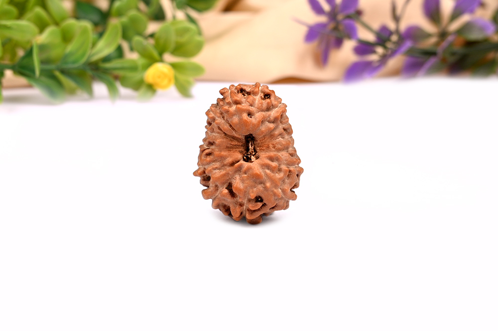 Fourteen Mukhi from Java Indonesia LVIII