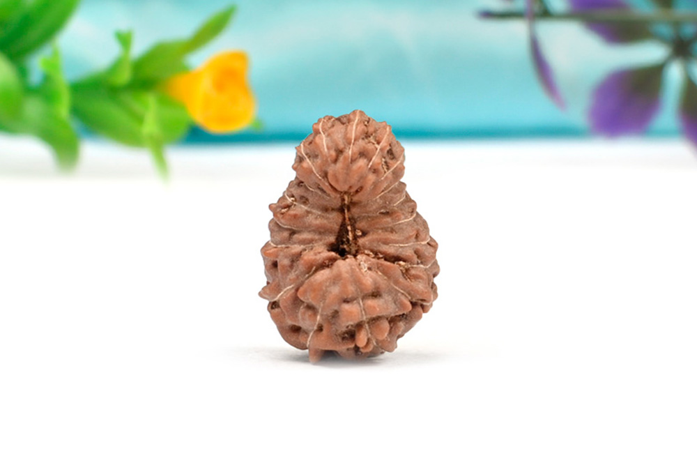 Eighteen Mukhi from Java Indonesia XIV