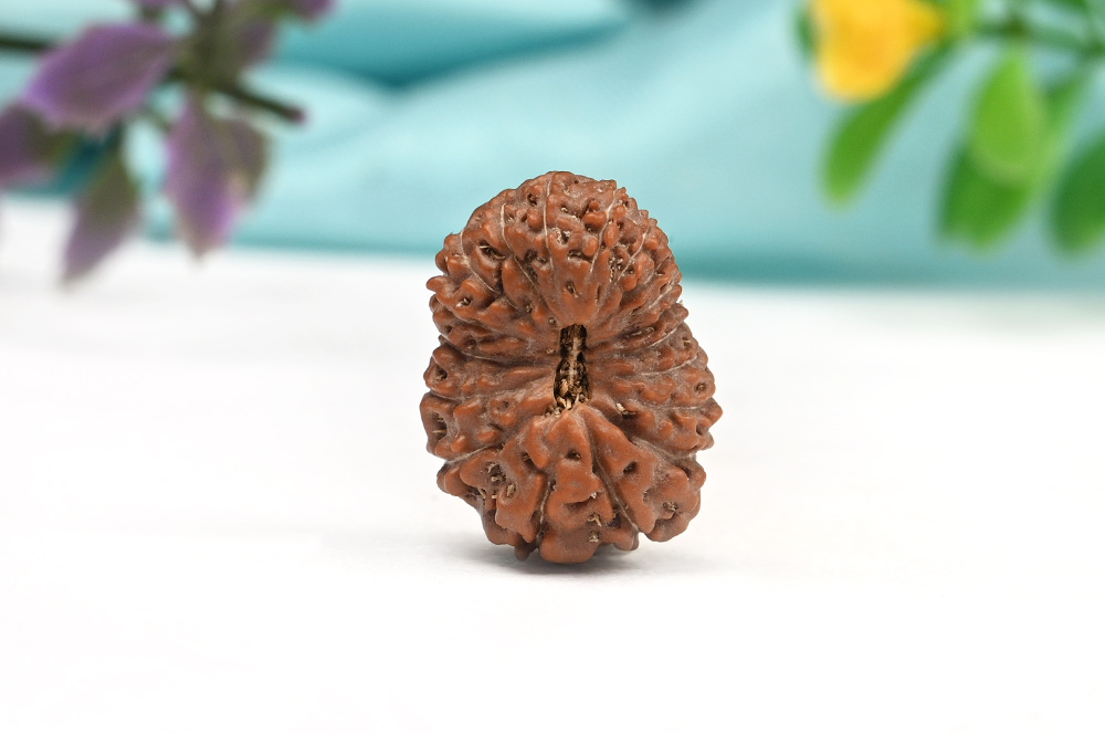 18 Mukhi from Java Indonesia Large - LXIX