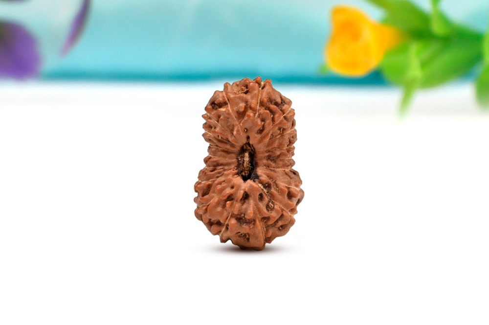 Collector 18 Mukhi from Java Indonesia - XLII