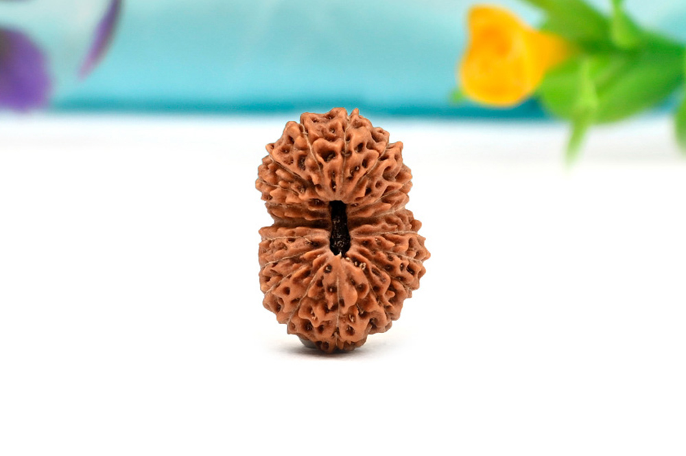 Collector 18 Mukhi from Java Indonesia - XLIV