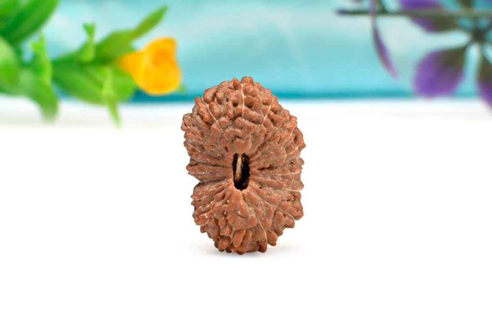 Collector 18 Mukhi from Java Indonesia - XLV