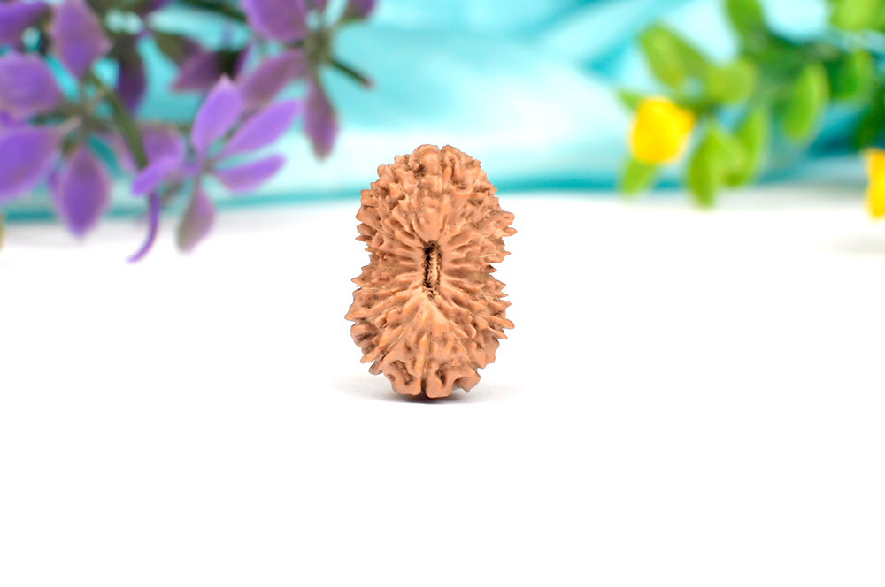 Collector Eighteen Mukhi from Java Indonesia X