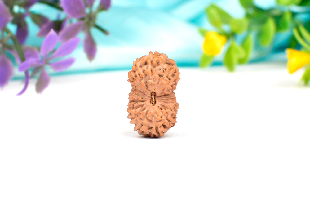 Collector Eighteen Mukhi from Java Indonesia XX