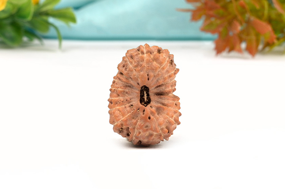Collector Eighteen Mukhi From Java IX