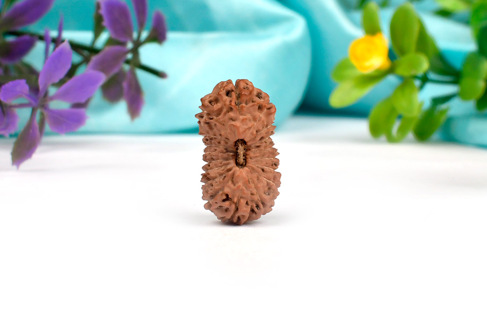 Collector Eighteen Mukhi From Java V