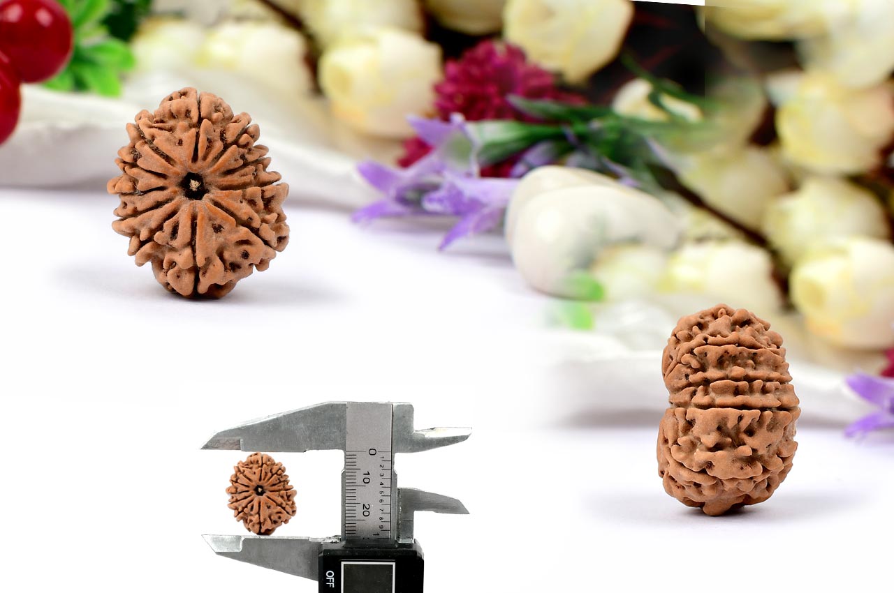 Eleven Mukhi from Nepal - CIX