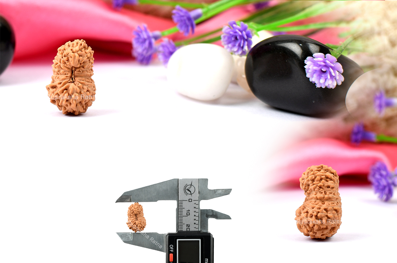 Eighteen Mukhi from Java Indonesia - XXXVII