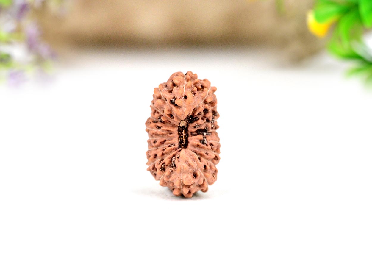 Eighteen Mukhi from Java Indonesia - LXX