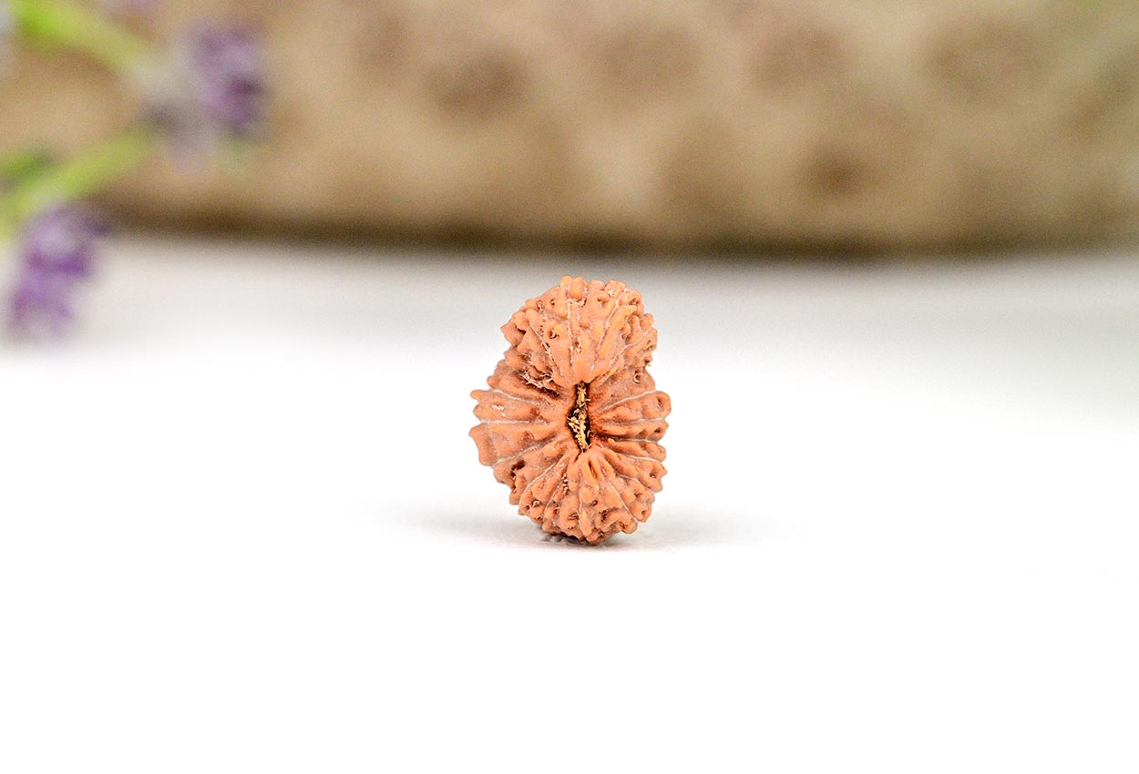 Nineteen Mukhi from Java Indonesia - LIX