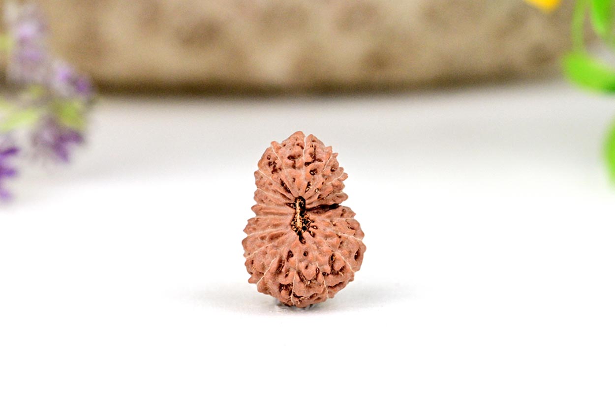Collector Eighteen Mukhi From Java Indonesia - XXVIII