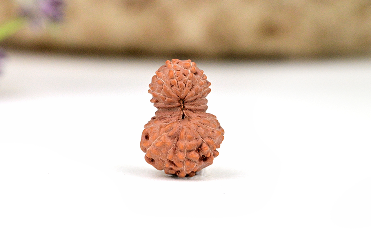 Collector Nineteen Mukhi from Java - LIV