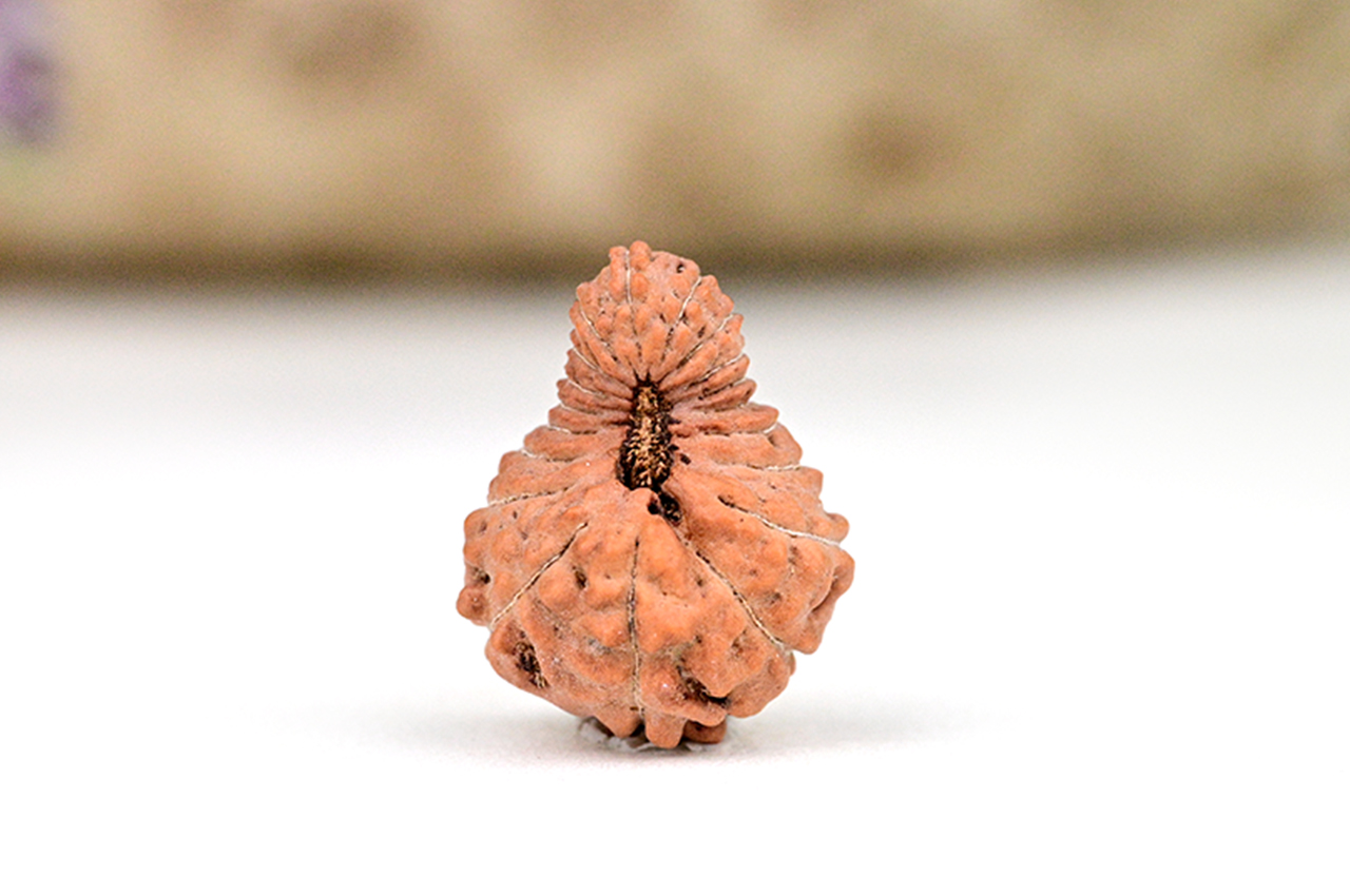 Collector Nineteen Mukhi from Java - LV