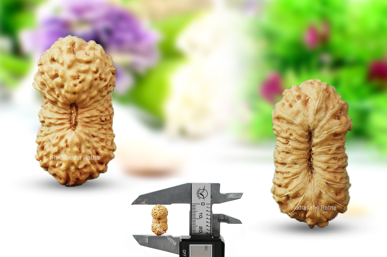 Collector Twenty Mukhi from JavaXII