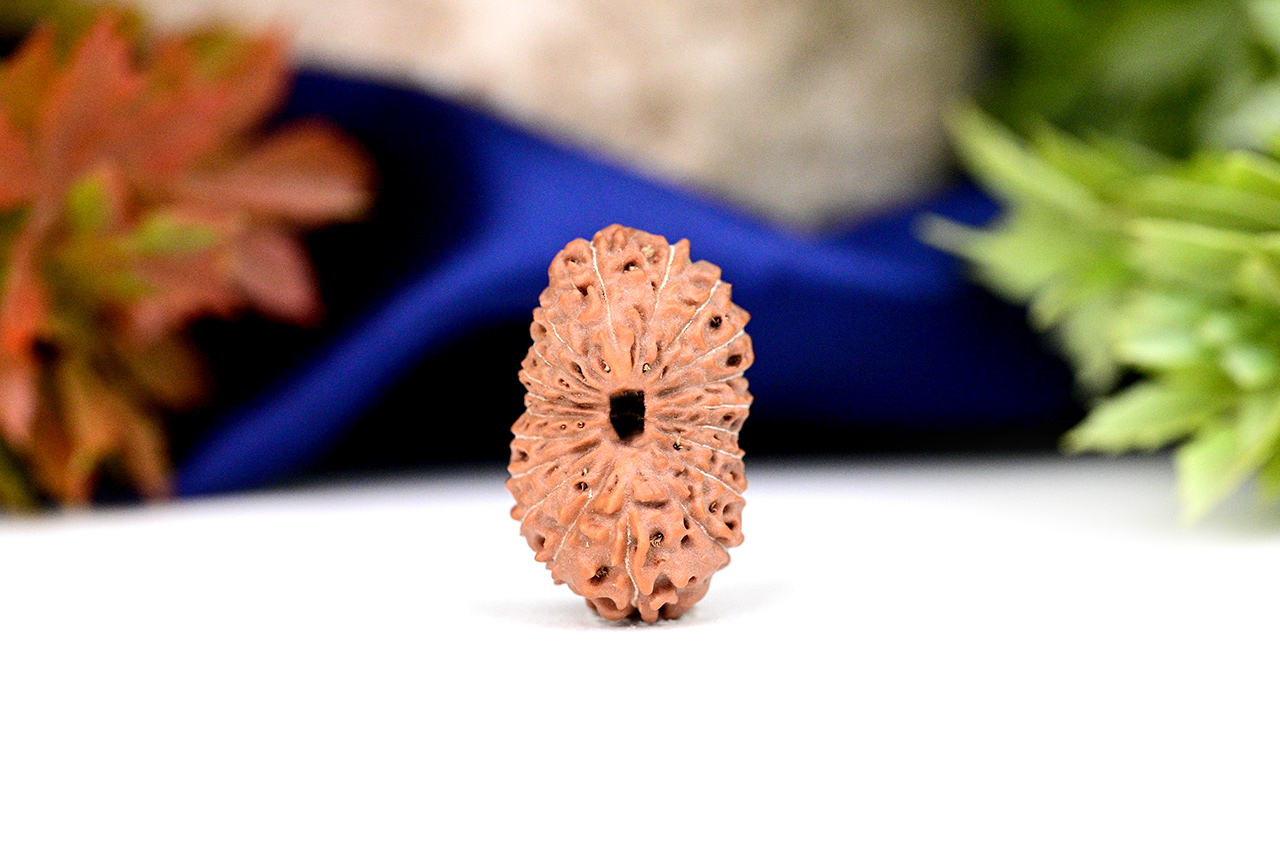 Collector Twenty Mukhi from Java Indonesia - XXI