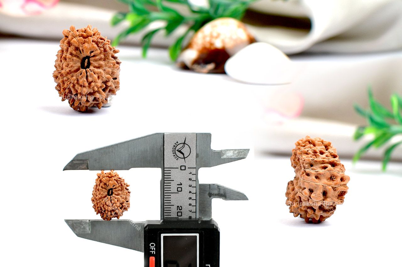 Fifteen Mukhi from Java Indonesia - Large - XXXIV