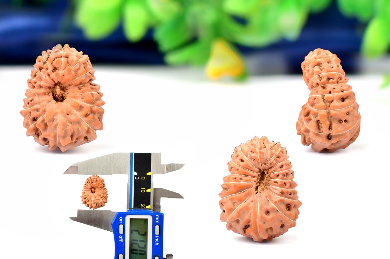 Fifteen Mukhi from Java Indonesia - Large - XLII