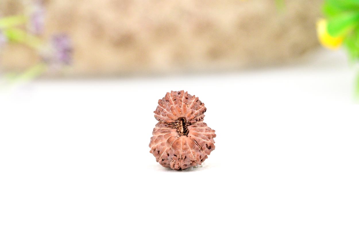 Nineteen Mukhi from Java Indonesia - Small - XCIX