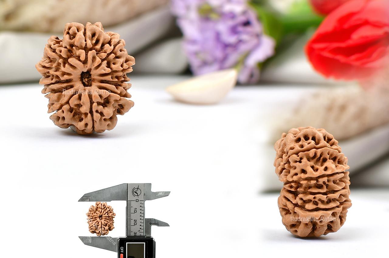 Eleven Mukhi from Nepal-Large-XLIX