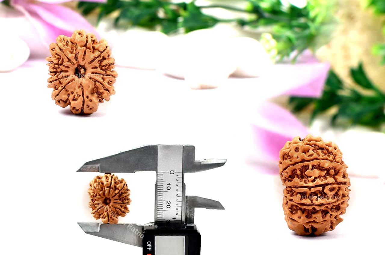 Eleven Mukhi from Nepal - Large - XII