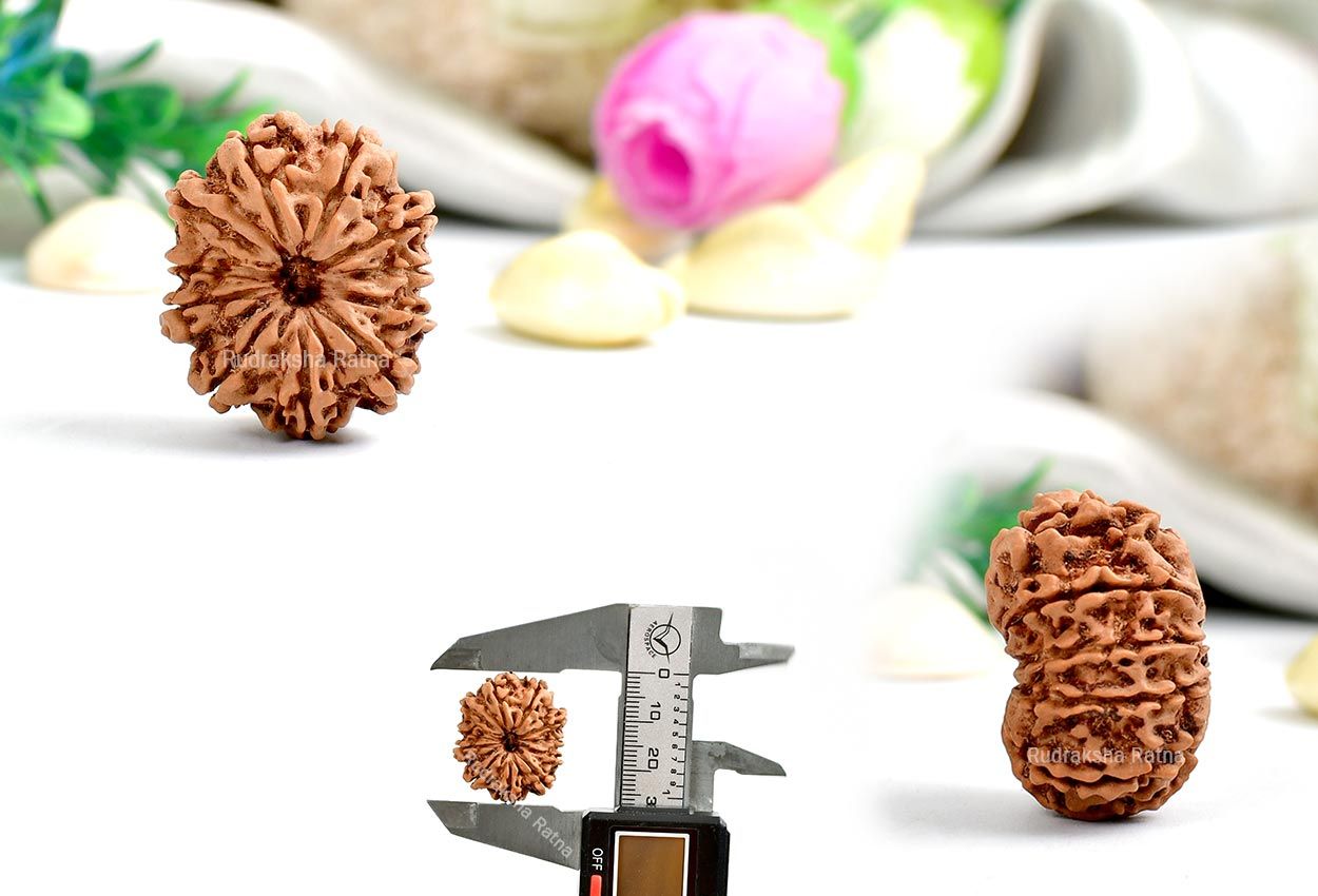 Eleven Mukhi from Nepal - Large - XXV