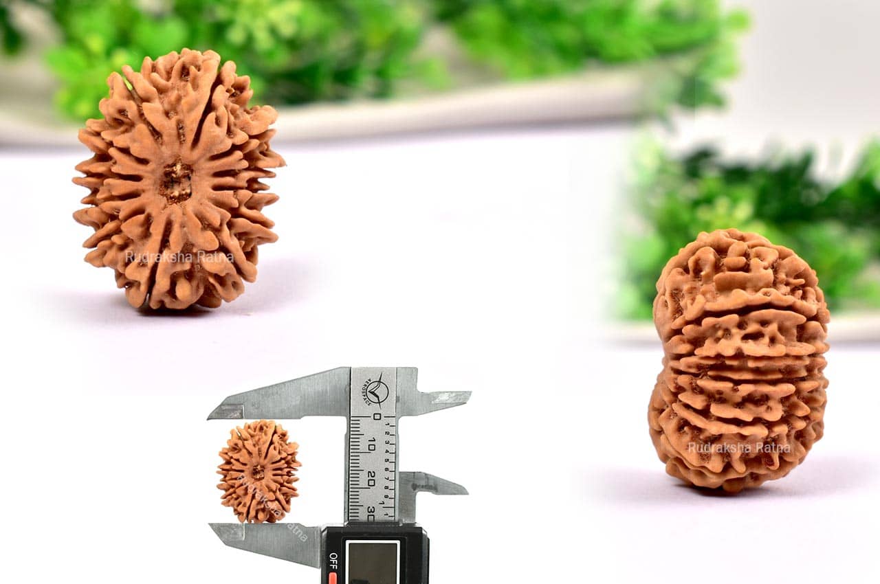 Twelve Mukhi from Nepal - Large - XXXVI