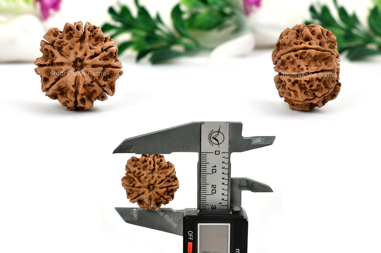 Collector Eight Mukhi from Nepal - IX