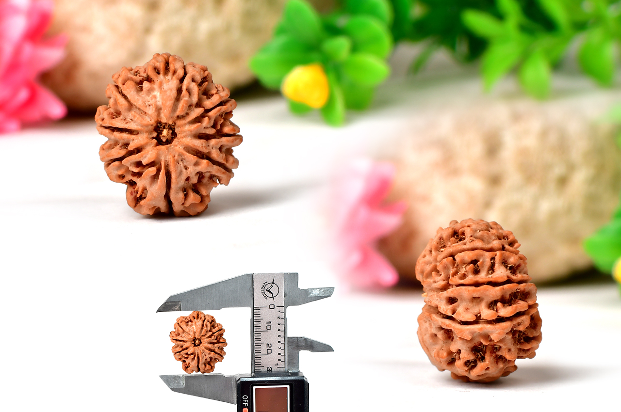 Collector Eight Mukhi from Nepal - LXII