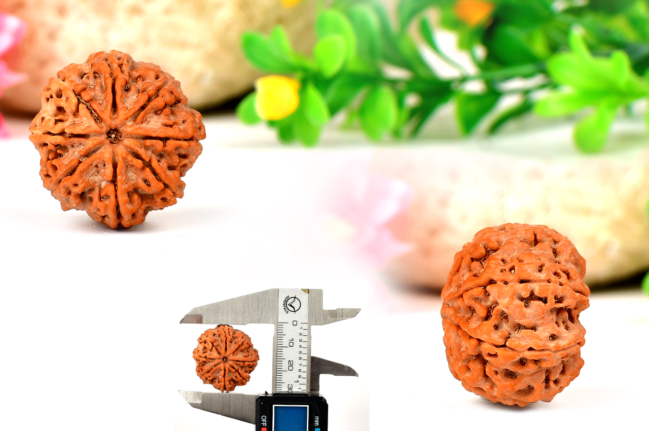 Collector Eight Mukhi from Nepal - LXVII