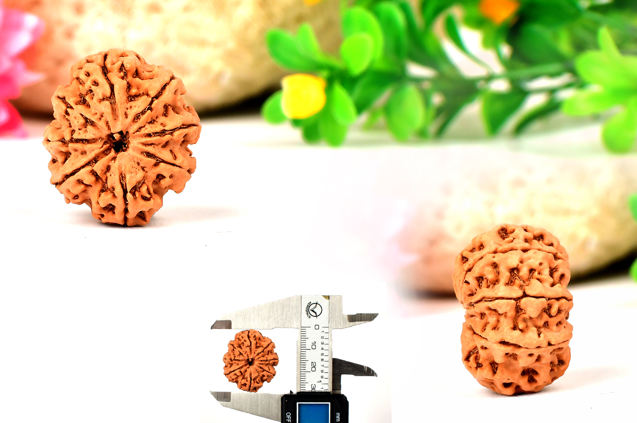 Collector Eight Mukhi from Nepal - LXVIII