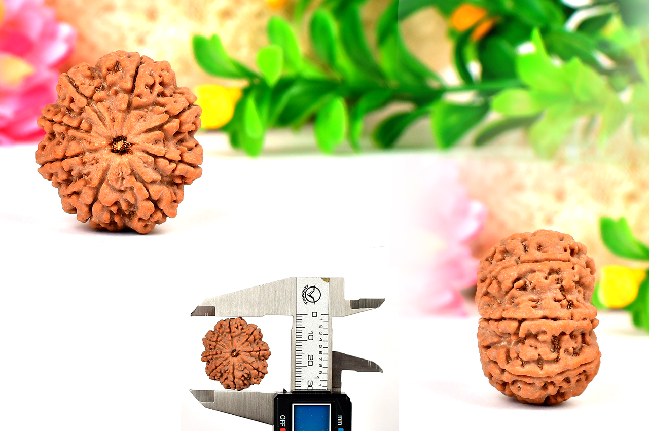 Collector Eight Mukhi from Nepal - LXXIV