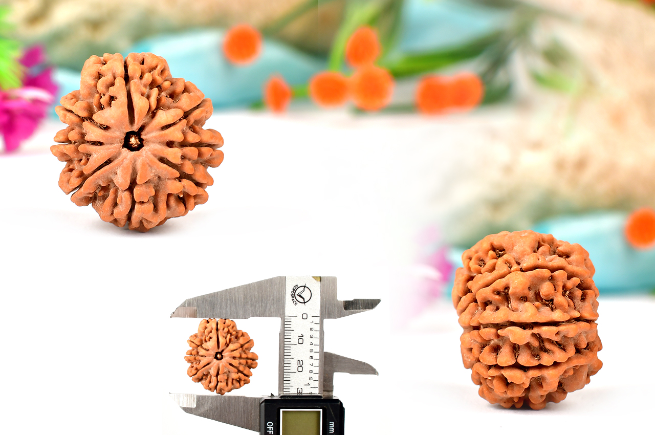 Collector Eight Mukhi from Nepal - LXXVI