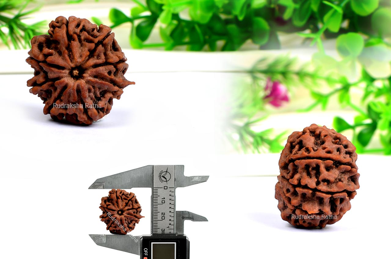 Collector Eight Mukhi from Nepal - XXXVII