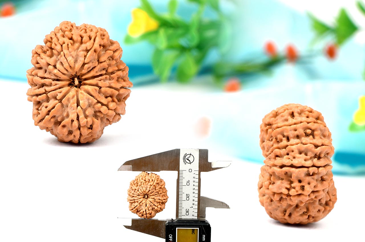 Collector Eleven Mukhi from Nepal - CIII