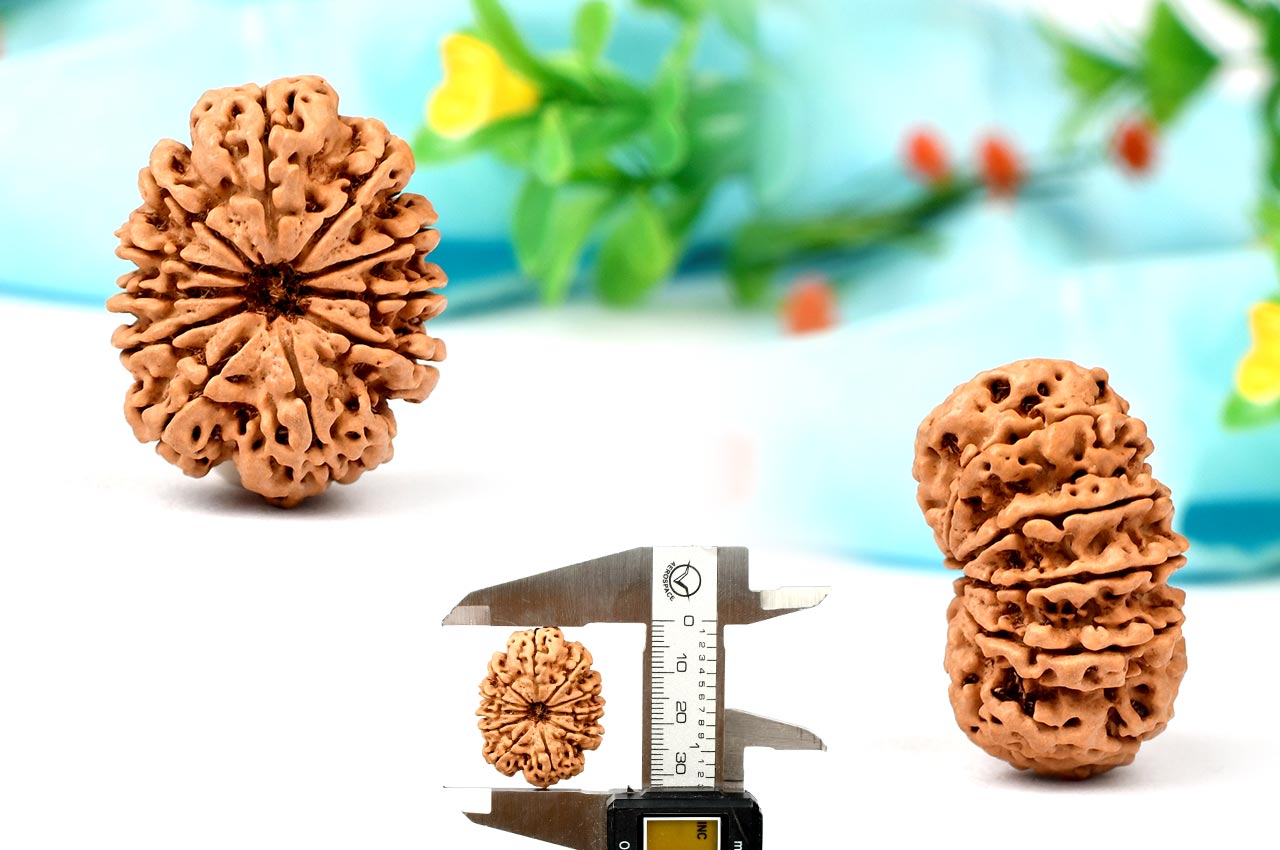 Collector Eleven Mukhi from Nepal - CVIII