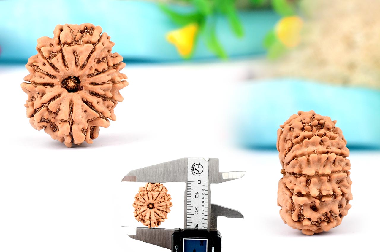 Collector Eleven Mukhi from Nepal - CXXV