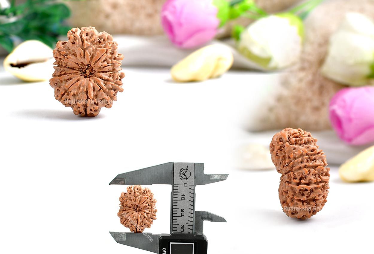 Collector Eleven Mukhi from Nepal - LXII