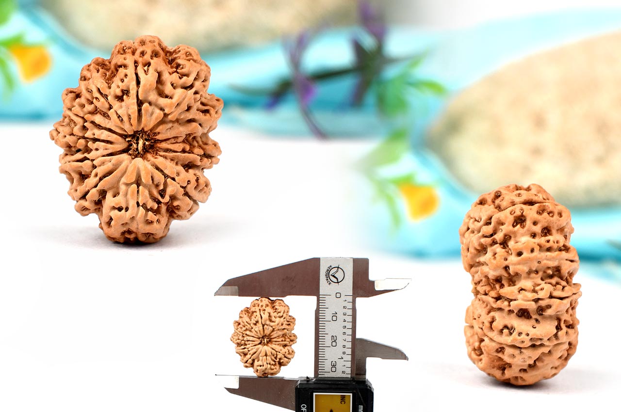 Collector Eleven Mukhi from Nepal - LXXXVI